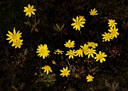 Crocidium multicaule 17-2692